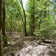 Wild & wooded