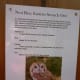 Information about owls found in sanctuary