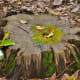 edith-l-moore-nature-sanctuary-photos-information