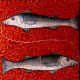 Pisces