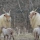 Hungarian Racka Sheep