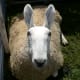 what-lambs-and-sheep-mean-in-dreams