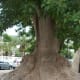 Ancient tree near where you reach the top of the harbour steps.