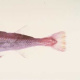 Pacific cod fish
