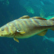 Atlantic cod fish
