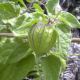 The plant leaves