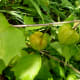 Rasbhari plant with ripening fruits