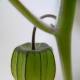 unripe rasbhari fruit