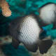 Hawaiian Dascyllus- on the list