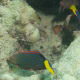 Yellowtail Coris - on the list