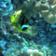 Raccoon Butterflyfish - one of the few not on the White List