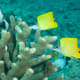 Forcepsfish - on the list