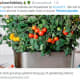 food-shortages-time-for-trump-to-announce-new-victory-gardens-and-urban-food-forests-push
