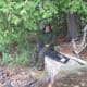 using-my-cedar-strip-canoe-in-canada-2010-trip-day-4