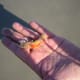 Big Female Ghost Shrimp!