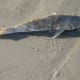 Whiting On A Ghost Shrimp.