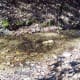 Water is abundant in western NC. Though humans can't drink it, the dogs love it!