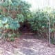 A rhododendron tunnel along the AT.