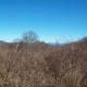 Some of the sleeping winter foliage along the trail.