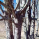 This was the last set of trees before they stopped growing. They're intricate and complex.