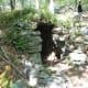 This rock structure is under a mound of dirt. If you look to the right of the entrance you can see another little side chamber.