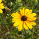 Black Eyed Susan Moses Cone Park - Blowing Rock, North Carolina