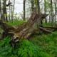 Carriage Trails at Moses Cone Park in Blowing Rock, NC