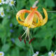 Turk's Cap Lily Moses Cone Park - Blowing Rock, North Carolina