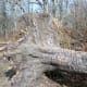 Tree down! This is a common sight in the mountains of North and South Carolina.