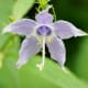 Tall Bellflower Moses Cone Park - Blowing Rock, North Carolina