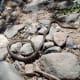 The end result of lack of water - death to the snakes.