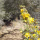 I think this is deerweed.