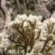 Trailside cholla cactus in the sun.