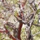 Beautiful manzanita, with its red and white bark.