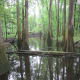 congaree-national-park