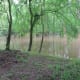 congaree-national-park