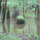 congaree-national-park