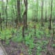 congaree-national-park