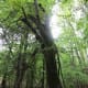 congaree-national-park