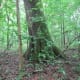 congaree-national-park