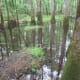 congaree-national-park