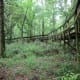congaree-national-park