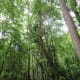 Photos of scenes along the Kingsnake Trail at Congaree National Park, Hopkins, South Carolina. This was a wonderful trail to hike. We did not see any alligators -- they live around the Congaree River farther down.