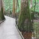 congaree-national-park