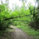 congaree-national-park