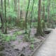 congaree-national-park
