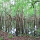 congaree-national-park