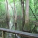 congaree-national-park