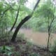 congaree-national-park