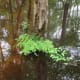congaree-national-park
